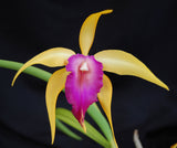 Rhynchobrassoleya Roraima (6"b) <br> (Brassavola apendiculata x Blc. Phu Lai)