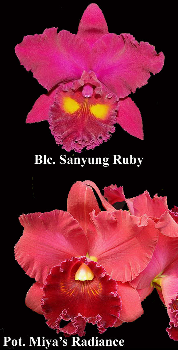 Blc. Graf's Sweet Perfume <br> C. San Yuan Ruby x Pot. Miyas Radiance  (6