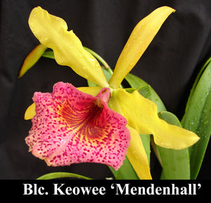 Blc. Keowee 'Mendenhall' (4"p)