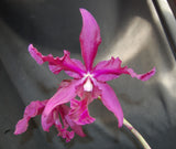 Recchara Karin Graf (5"p)<br>(Blc. King of Taiwan x Schom. splendida)