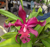 Recchara Karin Graf (Mounted)<br>(Blc. King of Taiwan x Schom. splendida)
