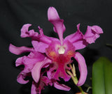 Recchara Karin Graf (Mounted)<br>(Blc. King of Taiwan x Schom. splendida)