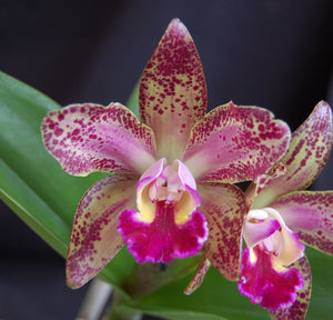 Blc. Waianae Leopard 'Ching Hua' (2"p )