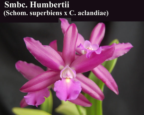 Schombocattleya Humbertii (5