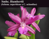 Schombocattleya Humbertii (5"p) <br>(Sch. superbiens alba X C. aclandiae)
