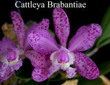Cattleya Brabantiae 'Roraima' x self (2"p)<br>(C. aclandiae x C. loddigesii)