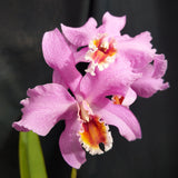 Shombocatt. Graf's Pink Tiger (6"p)<br>(C. percivalliana alba x Schom. lyonsii)