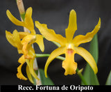 Recc. Fortuna de Oripoto (5") <br> (Blc. Fortune x Sch. undulata)