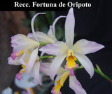 Recc. Fortuna de Oripoto (5") <br> (Blc. Fortune x Sch. undulata)