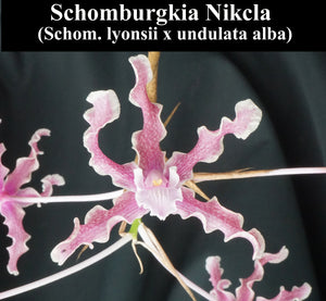 Schomburgkia Nikcla (8"b)