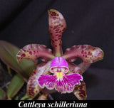C. schilleriana (4"p)