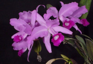 C. lawrenceana color 'El Hatillo' x <br> C. lawrenceana color 'manantial' (5 pot)
