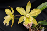 Recchara Graf's Rhapsodia (5"p)<br>(Blc. Kat Green Power x<br> Schom. thompsoniana)
