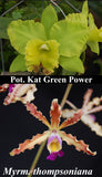 Recchara Graf's Rhapsodia (5"p)<br>(Blc. Kat Green Power x<br> Schom. thompsoniana)