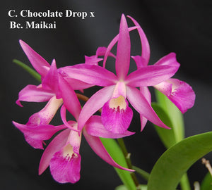 Bc. Kauai Red Drop (4"p)<br>(C. Chocolate Drop x Bc. Maikai 'Majumi' )