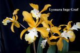 Lyonara Inge Graf (5"p) <br> ( Lc. Gold Digger x Sch. undulata alba 'Graf's Emerald')