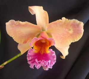 Ferg. Graf's Cotillon (Lc. Tropical Pointer 'Cheetah' x Sch. undulata alba 'Graf's Emerald')  (5")