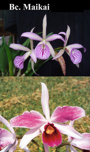 Blc. Maikai 'Mayumi' x Laelia purpurata 'Dos Gauchos' (4"p)
