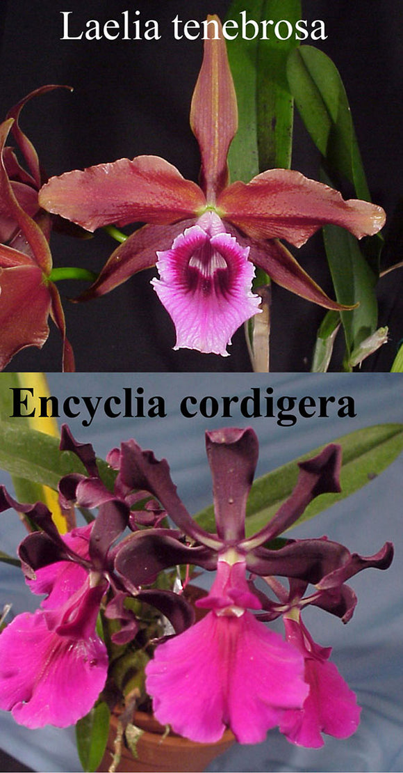 Laelia tenebrosa x Encyclia cordigera (5