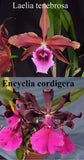 Laelia tenebrosa x Encyclia cordigera (5" p)