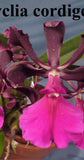 Enc. cordigera rosea x Enc. cordigera randii (2")