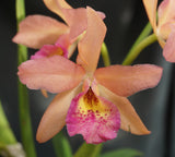 Blc. Playa Cuyagua (4"p)<br> ( Bc. Maikai x Lc. Gold Digger)