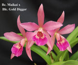 Blc. Playa Cuyagua (4"p)<br> ( Bc. Maikai x Lc. Gold Digger)