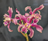 Schombocattleya Graf's Fascination (5"p)