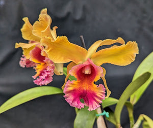 Rec. Rey de La Casa Graf <br>  Blc. Arom Gold x <br>Mcp. brysiana 'Blanco Crema' (5"p)