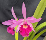 Bc. Playa Paparo (5"p)<br>  (C. Dorothy Fiene 'Spring Fever'  x B. nodosa)