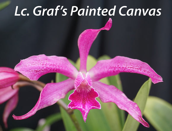 Lyonara Graf's Painted Canvas (4