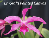 Lyonara Graf's Painted Canvas (4"p)<br>(Schomcatt. Carlos Garcia Esquivel x L purpurata Striata)