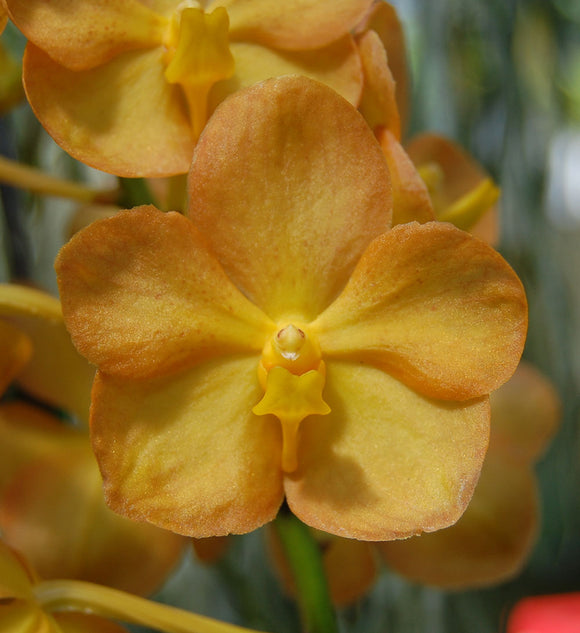 Vanda Ladda Gold (3