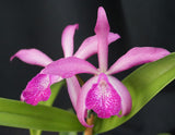 [(C. Fort Motte x granulosa) x Mark Jones]  (4"p)