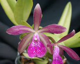 [(C. Fort Motte x granulosa) x Mark Jones]  (4"p)