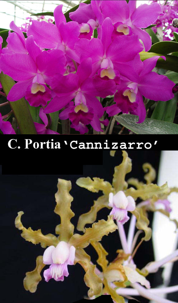 Schcat. Graf's Fuchsia <br> C. Portia 'Cannizaro' x Sch. undulata (6