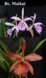 Blc. Graf's Cuaima (4"p)<br> (Bc. Maikai 'Majuni' x Blc. Apache Sunrise)