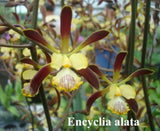 Enc. alata x self (4" pot)