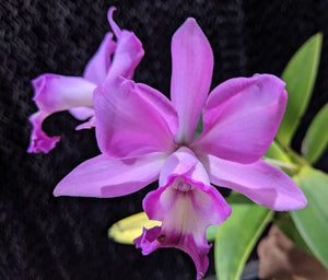 Myc. Graf's Song (6"p)<br>C Hawaiian Wedding Song x Mcp albopurpurea