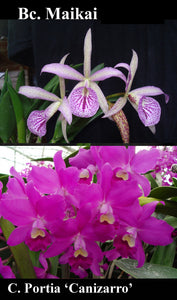 Bc. Playa Todasana (6")<br> (C. Portia 'Canizarro' x Bc. Maikai 'Mayumi')