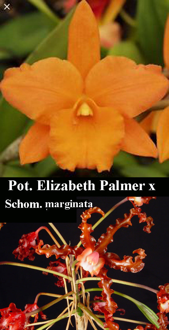 Rchg. Graf's Modorra <br> (Pot. Elizabeth Palmer x <br> Sch. marginata)  (5
