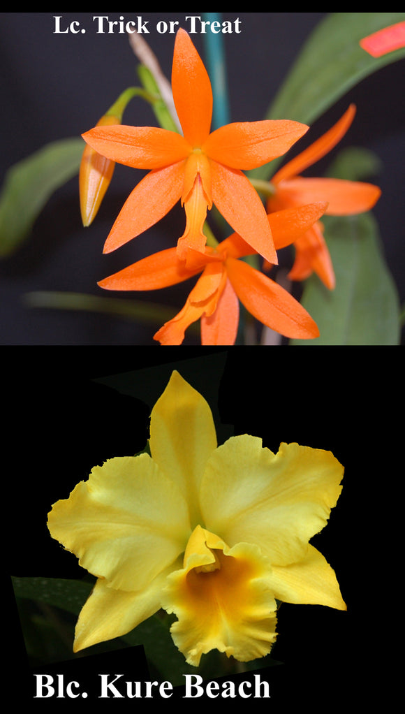 Rth. Graf's Imagen <br> Lc. Trick or Treat x <br> Blc. Kure Beach   (5