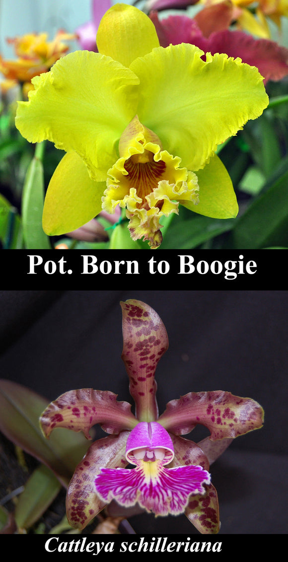 Pot. Born to Boogie x  <br> C. schilleriana 'Polo' (5