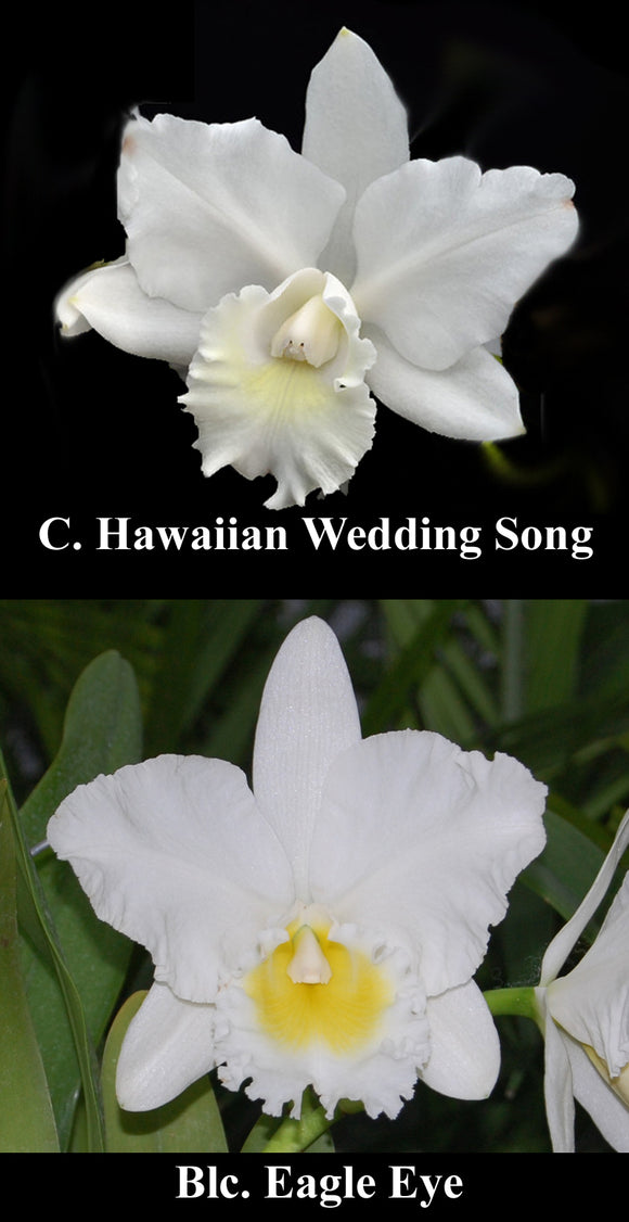 C. Hawaiian Wedding Song x <br> Blc. Eagle Eye 'All Victory' (4