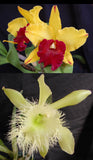Blc. Williette Wong 'The Best' x B. digbyana (5"p)