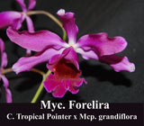 Myc. Forelira 'Pasion' (6"b)