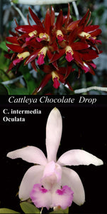 C. Chocolate Drop x <br> C. intermedia oculata (4")