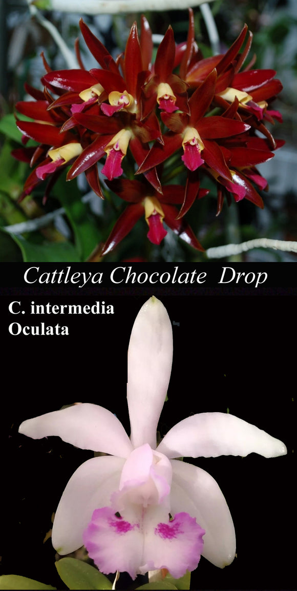 C. Chocolate Drop x <br> C. intermedia oculata (4