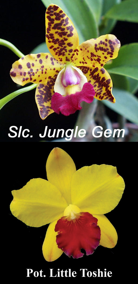 Blc. Little Toshie x Slc. Jungle Gem 'Angel Eyes' (4