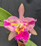 Rlc. Princesita Annabel (5"p) <br> (C. Jungle Delight x <br> Pot. Dick Smith 'Aloha Spirit' )